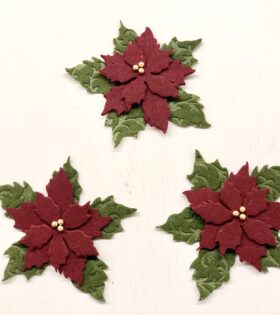 Stella di natale o Poinsettia