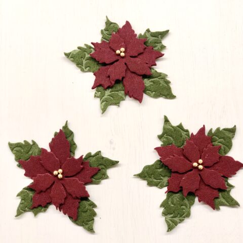 Stella di natale o Poinsettia